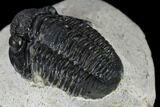 Bargain, Gerastos Trilobite Fossil - Morocco #119006-5